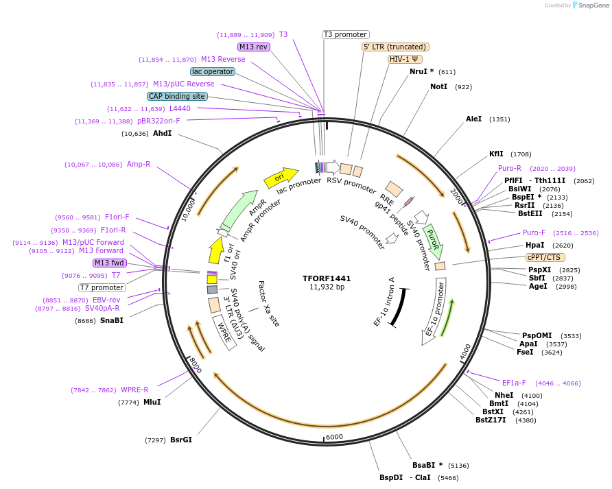 143273-plasmid-map-sequence-id-396129