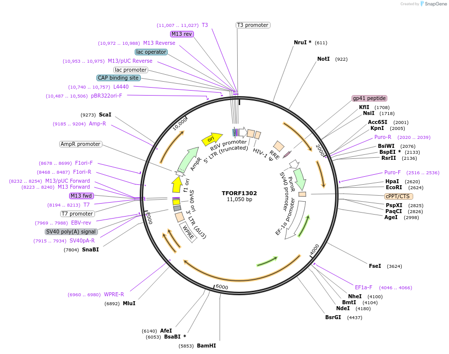 143257-plasmid-map-sequence-id-396132