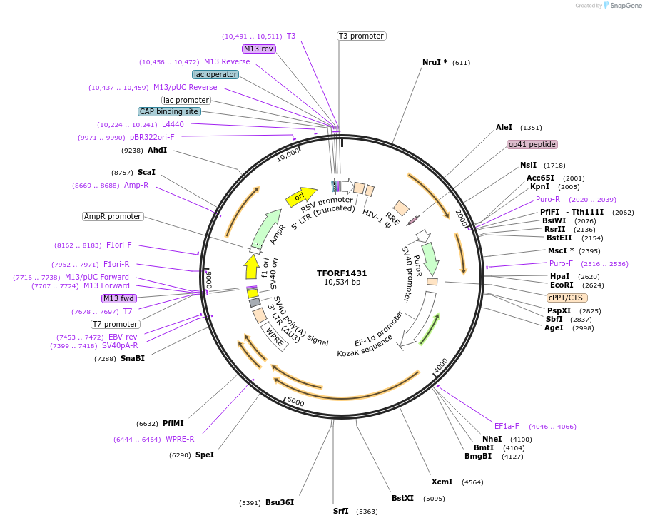 143271-plasmid-map-sequence-id-396133