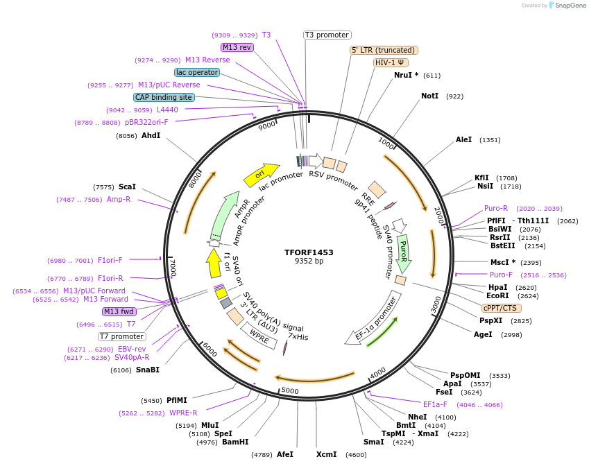 143279-plasmid-map-sequence-id-396135