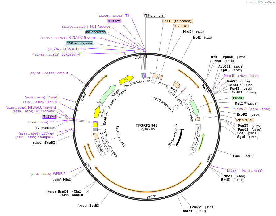143275-plasmid-map-sequence-id-396136