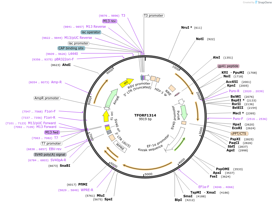 143259-plasmid-map-sequence-id-396137