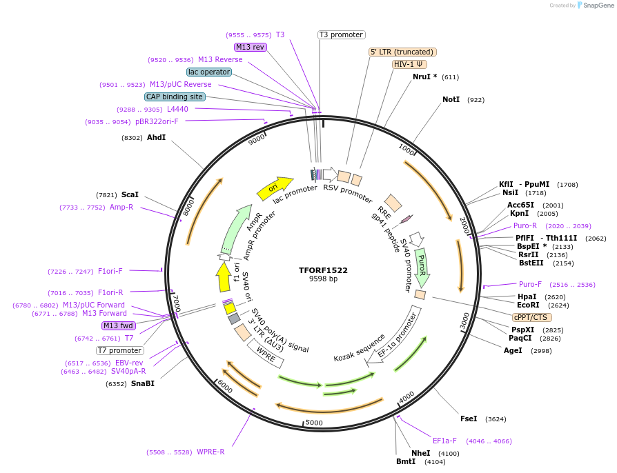 143288-plasmid-map-sequence-id-396141