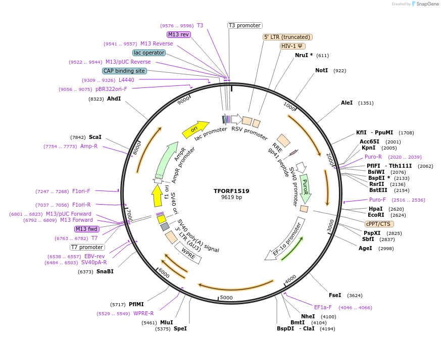 143287-plasmid-map-sequence-id-396143