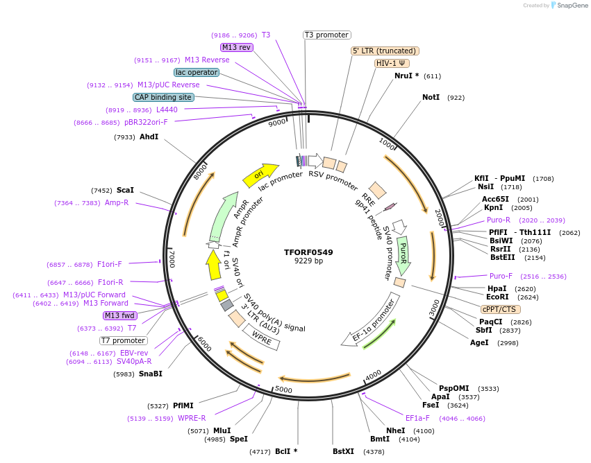 143222-plasmid-map-sequence-id-396146