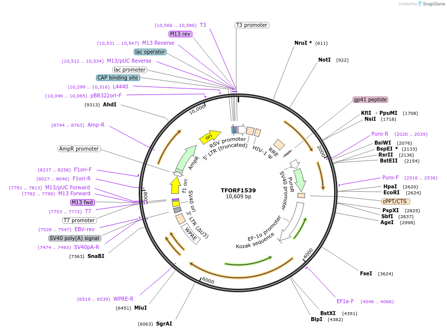 143290-plasmid-map-sequence-id-396147