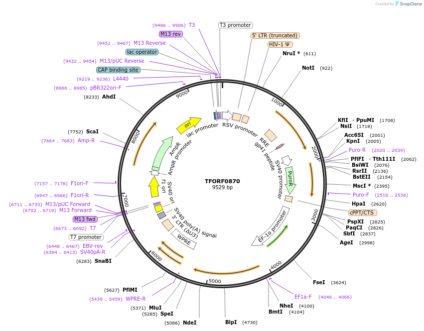 143235-plasmid-map-sequence-id-396150