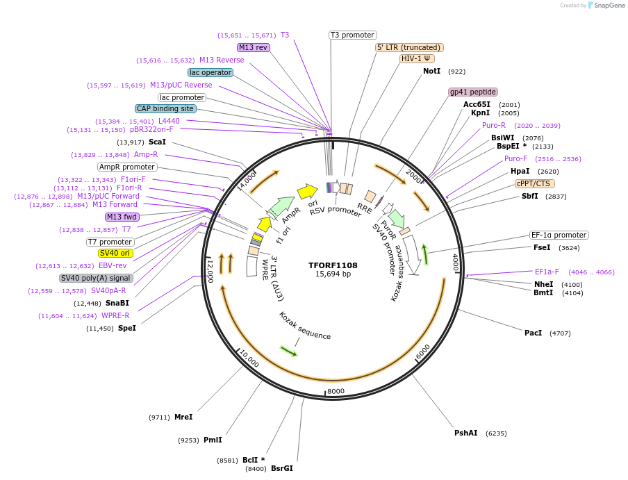 143254-plasmid-map-sequence-id-396151
