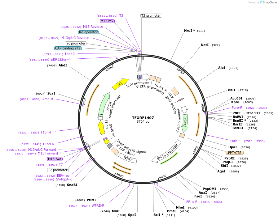143266-plasmid-map-sequence-id-396152