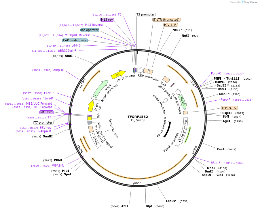 143289-plasmid-map-sequence-id-396156