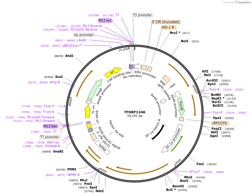 144096-plasmid-map-sequence-id-396158