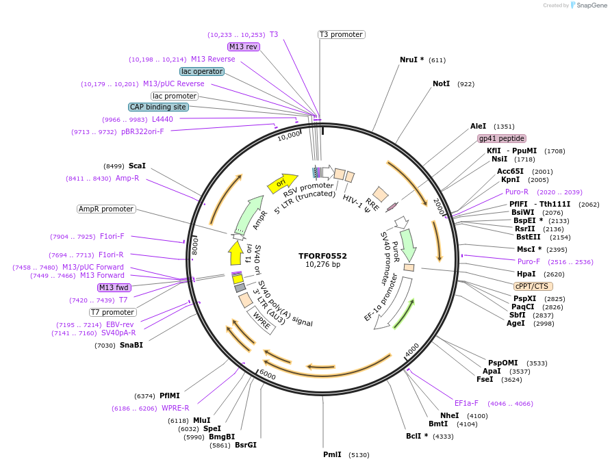144068-plasmid-map-sequence-id-396159