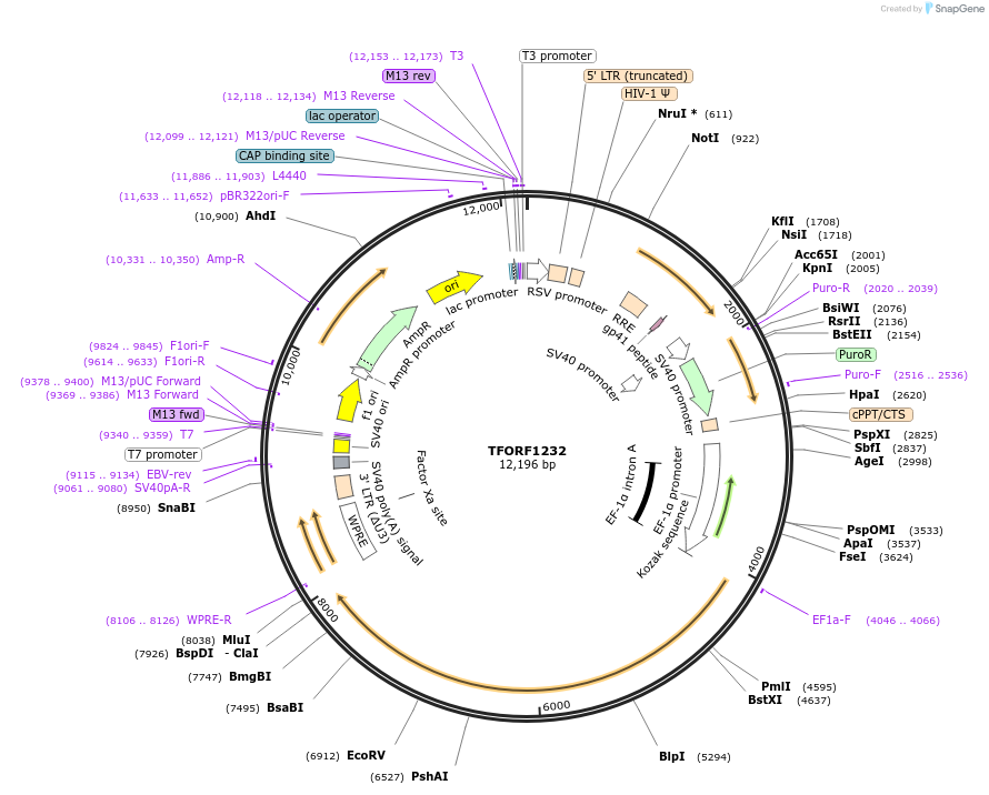 144093-plasmid-map-sequence-id-396161