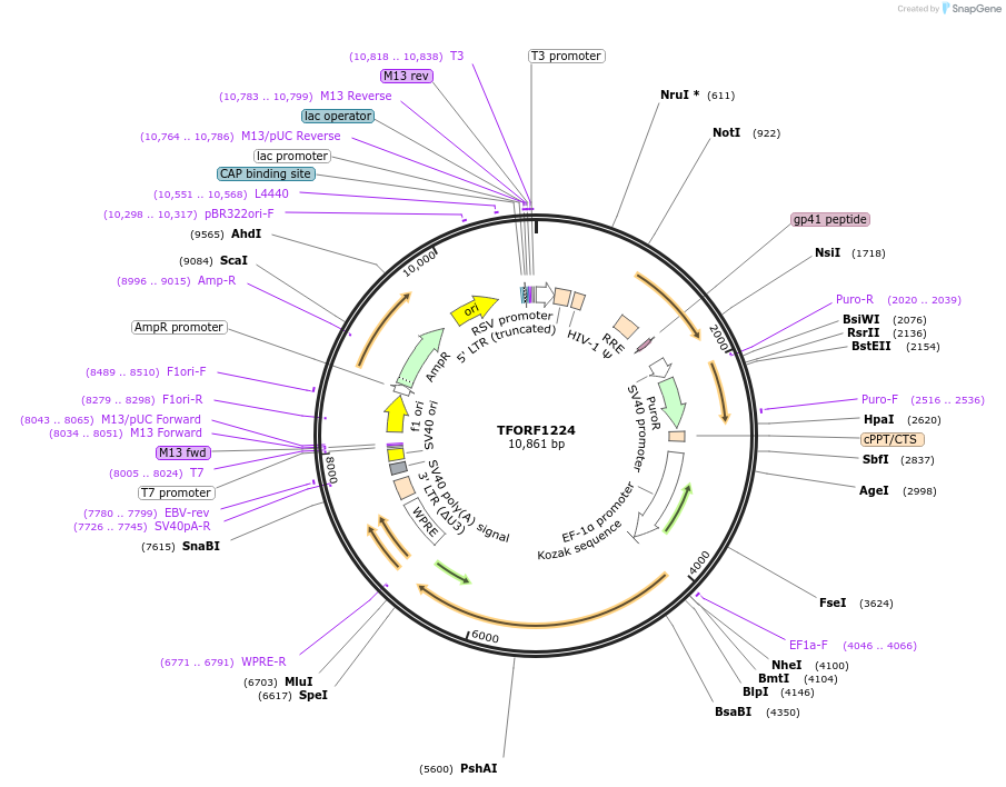 144091-plasmid-map-sequence-id-396162