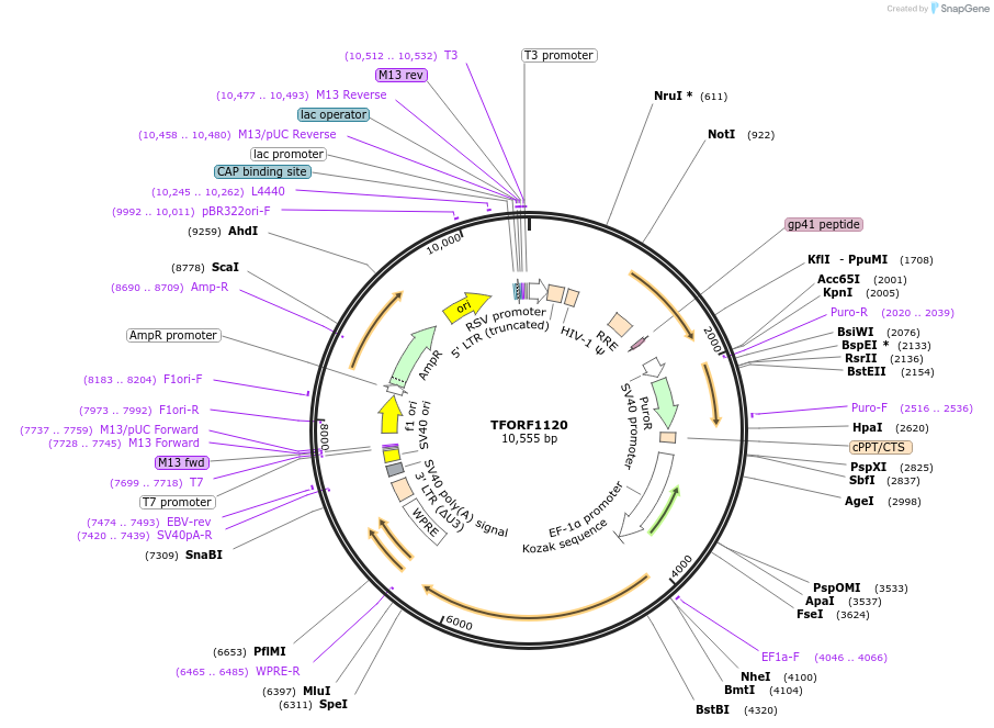 144078-plasmid-map-sequence-id-396163