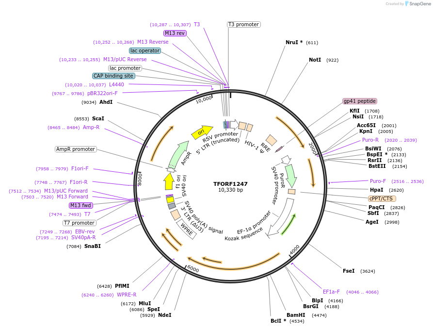 144097-plasmid-map-sequence-id-396166