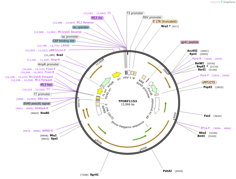 144083-plasmid-map-sequence-id-396167