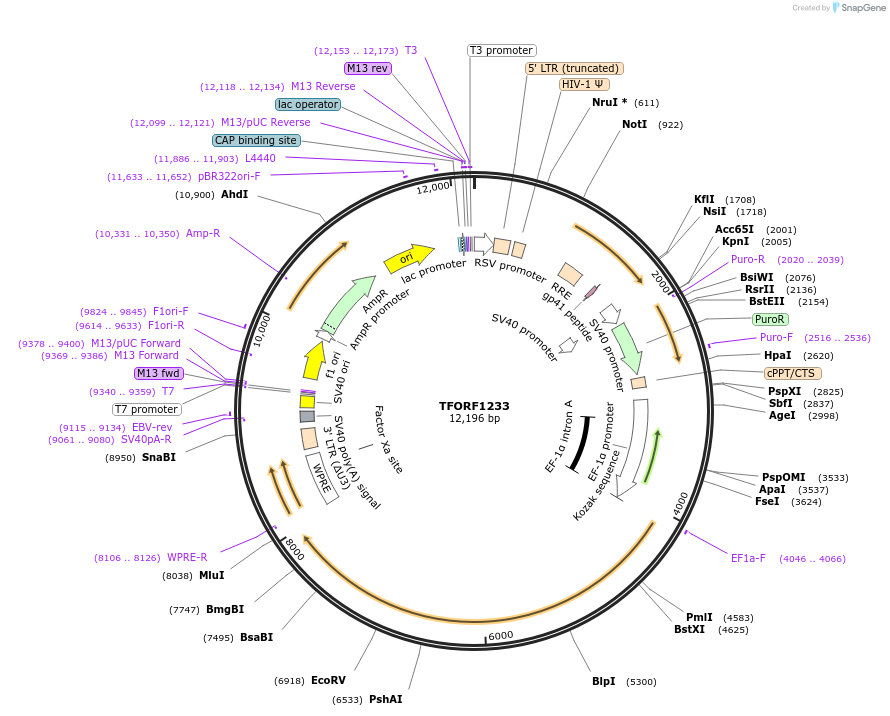 144094-plasmid-map-sequence-id-396168