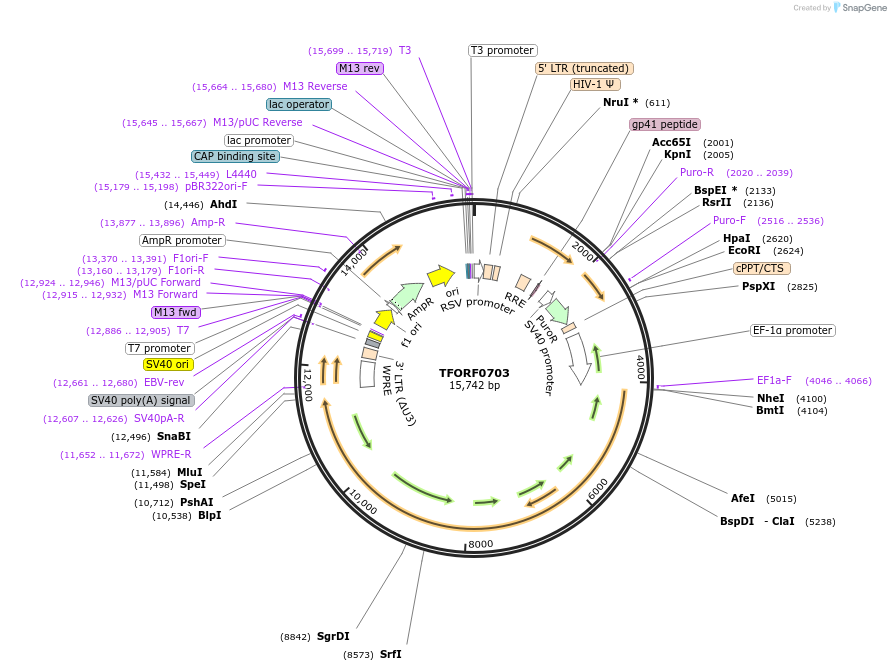 144072-plasmid-map-sequence-id-396169