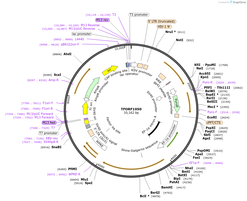 144076-plasmid-map-sequence-id-396170