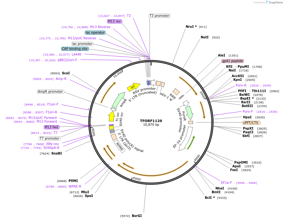 144079-plasmid-map-sequence-id-396171