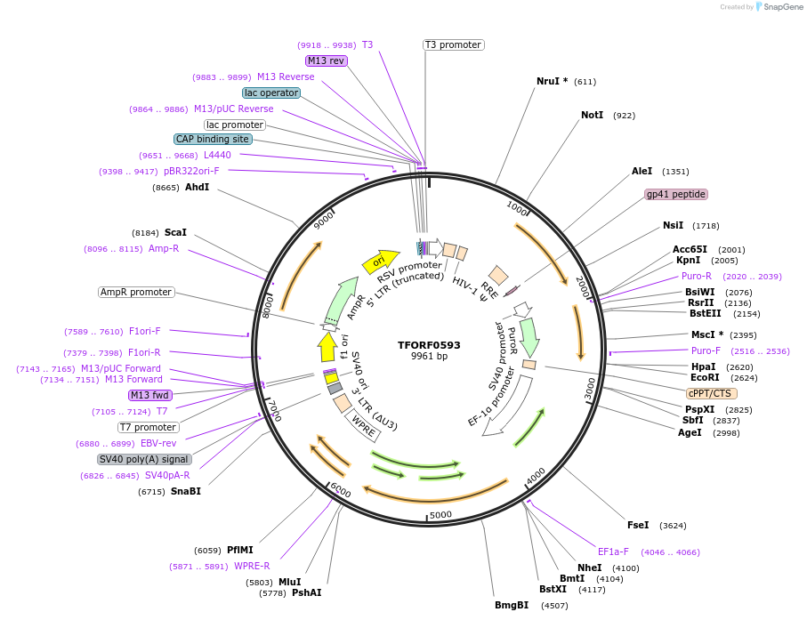 144071-plasmid-map-sequence-id-396172