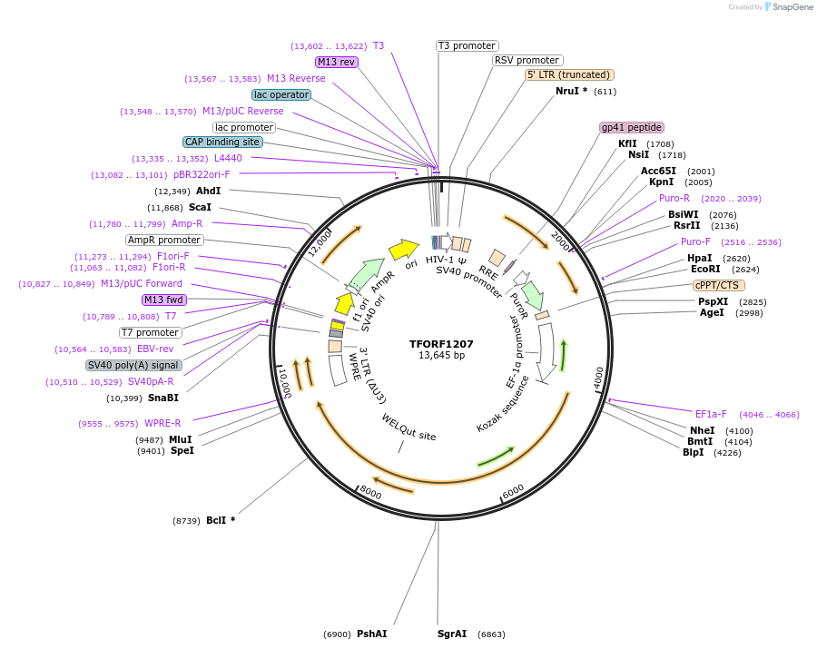 144089-plasmid-map-sequence-id-396173