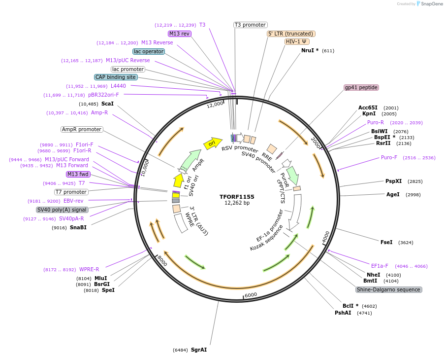 144084-plasmid-map-sequence-id-396174