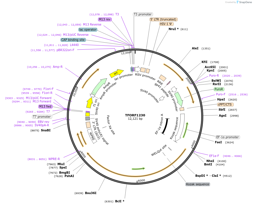 144092-plasmid-map-sequence-id-396175