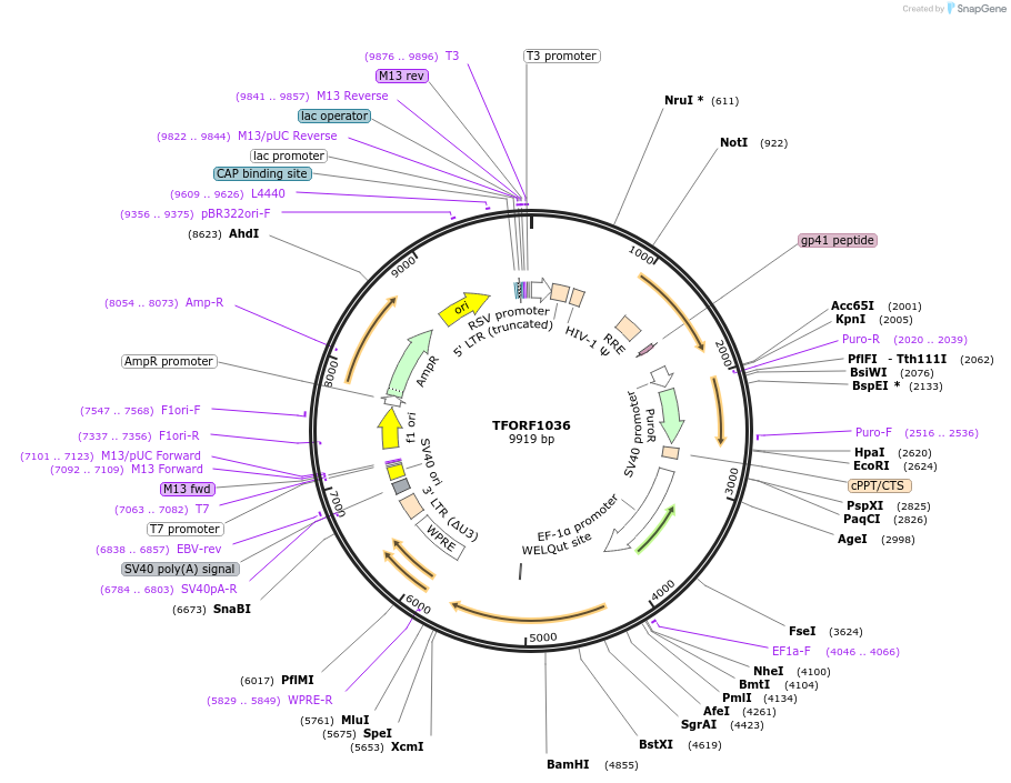 144074-plasmid-map-sequence-id-396177