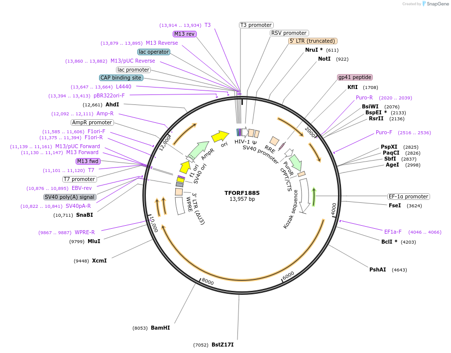 144114-plasmid-map-sequence-id-396178