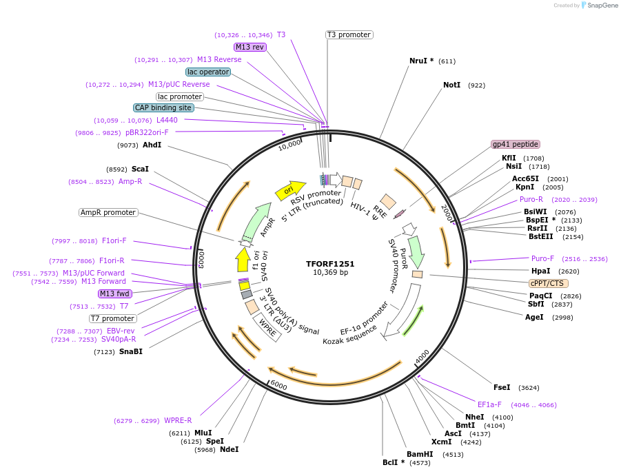 144101-plasmid-map-sequence-id-396180