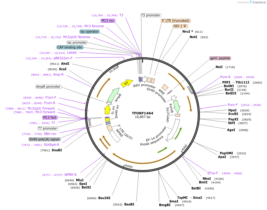 144104-plasmid-map-sequence-id-396181