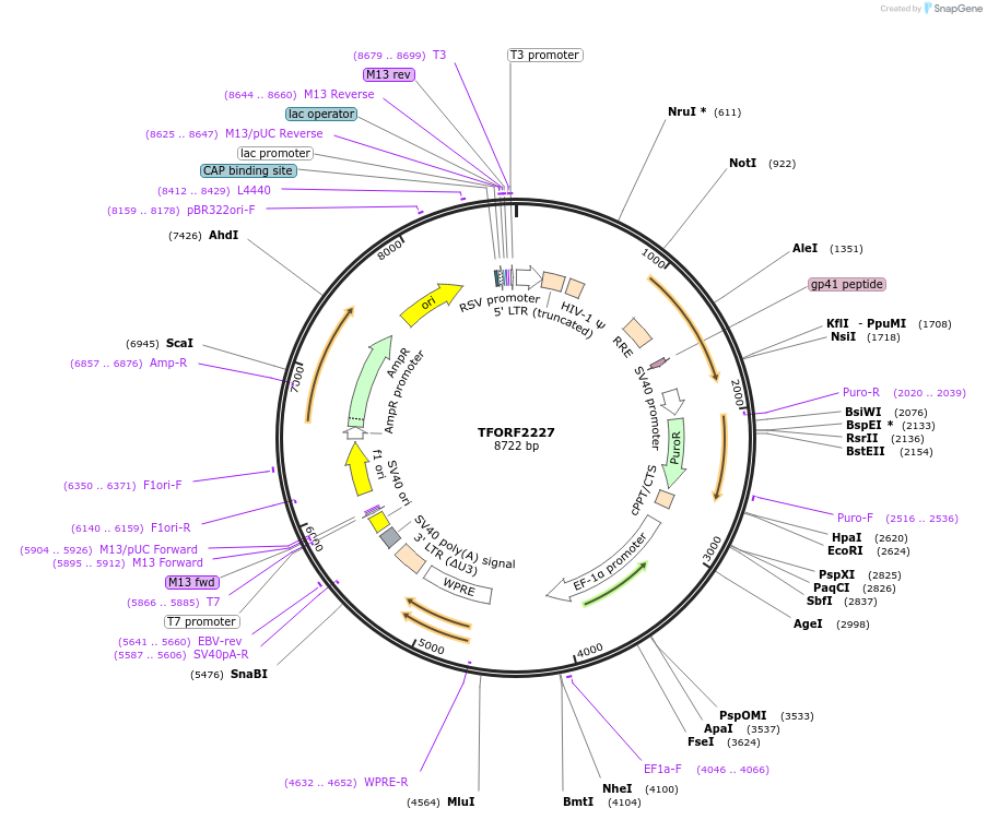 144122-plasmid-map-sequence-id-396185