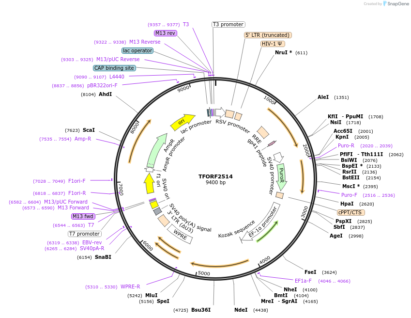144124-plasmid-map-sequence-id-396186