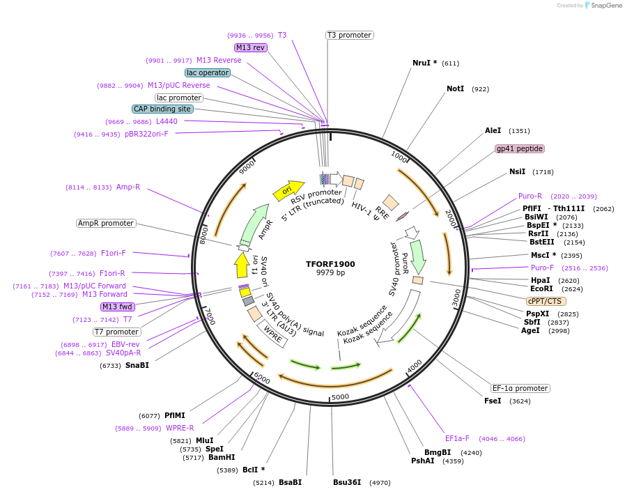 144117-plasmid-map-sequence-id-396187