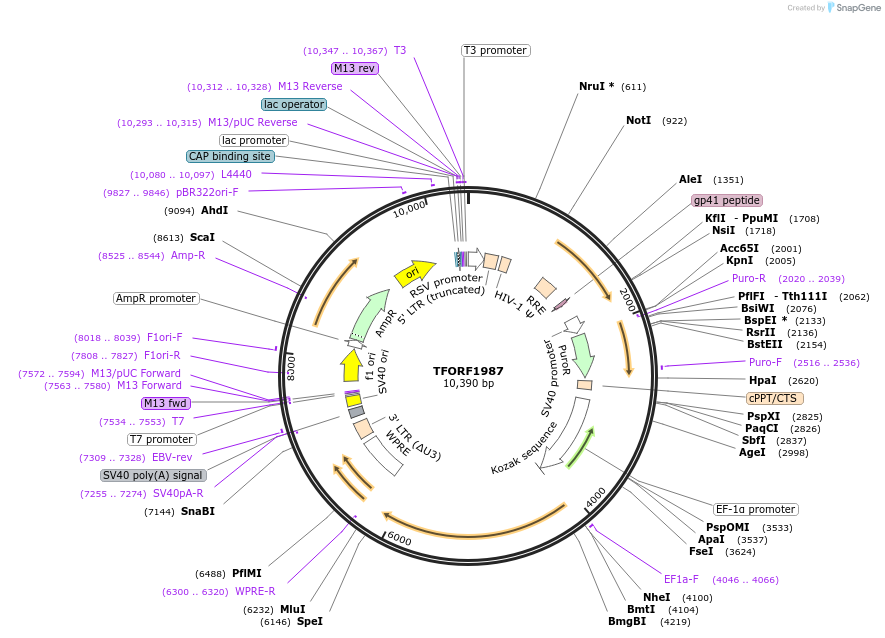 144121-plasmid-map-sequence-id-396188