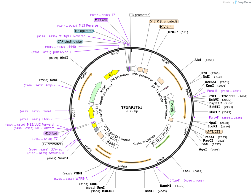 144112-plasmid-map-sequence-id-396189