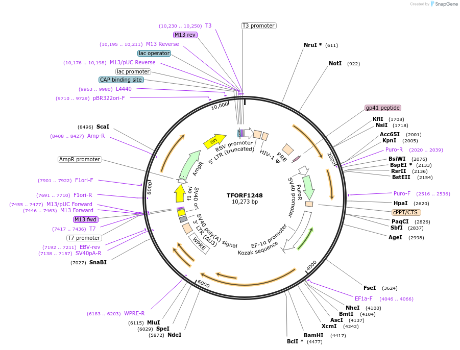 144098-plasmid-map-sequence-id-396190