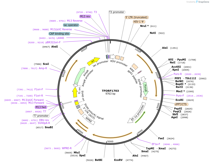 144107-plasmid-map-sequence-id-396191