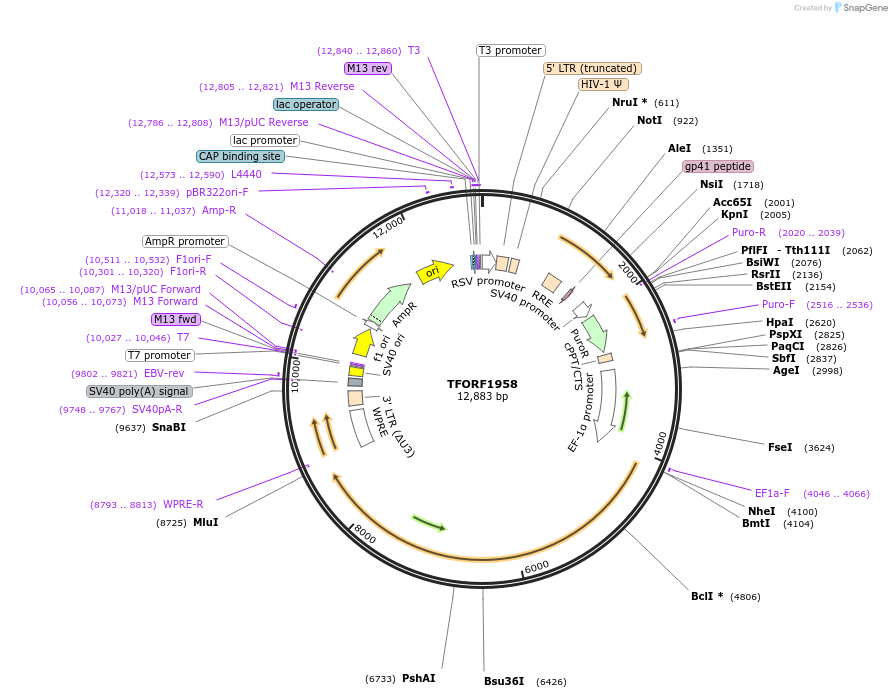 144118-plasmid-map-sequence-id-396192