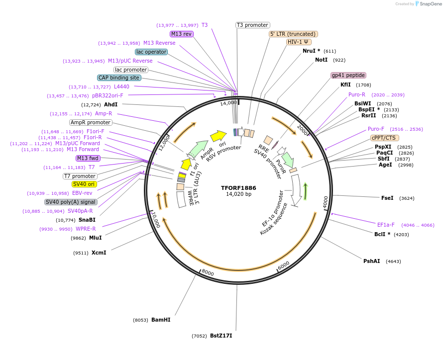 144115-plasmid-map-sequence-id-396193