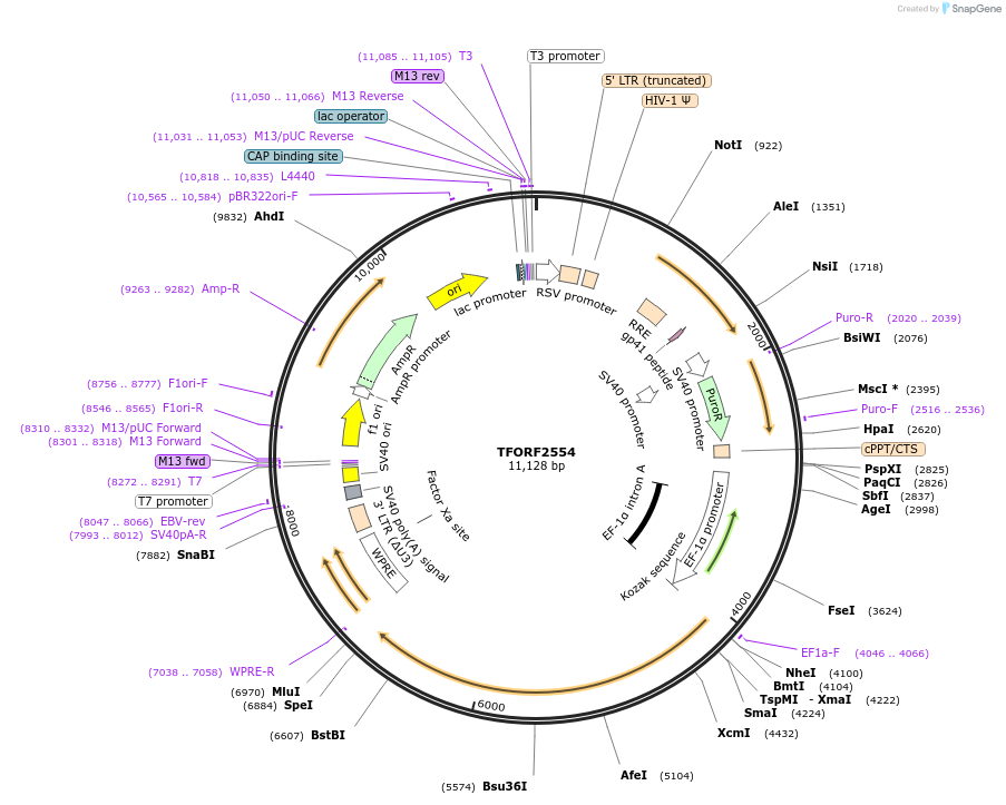 144129-plasmid-map-sequence-id-396194