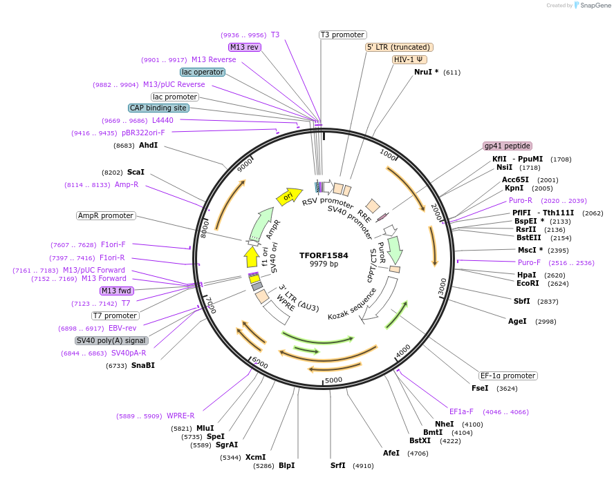 144106-plasmid-map-sequence-id-396196