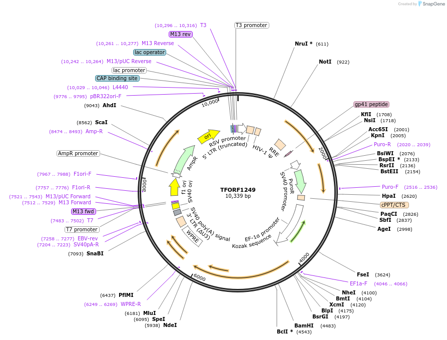 144099-plasmid-map-sequence-id-396197