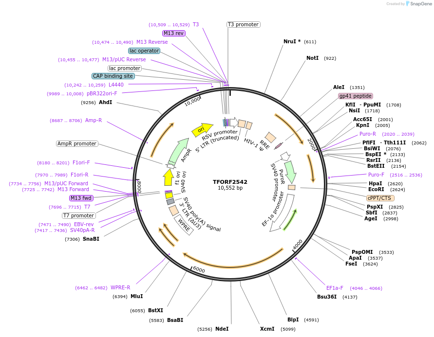 144128-plasmid-map-sequence-id-396199