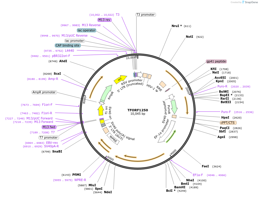 144100-plasmid-map-sequence-id-396201