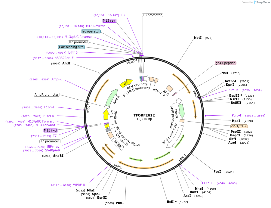 144137-plasmid-map-sequence-id-396202