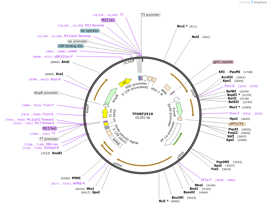 144125-plasmid-map-sequence-id-396204