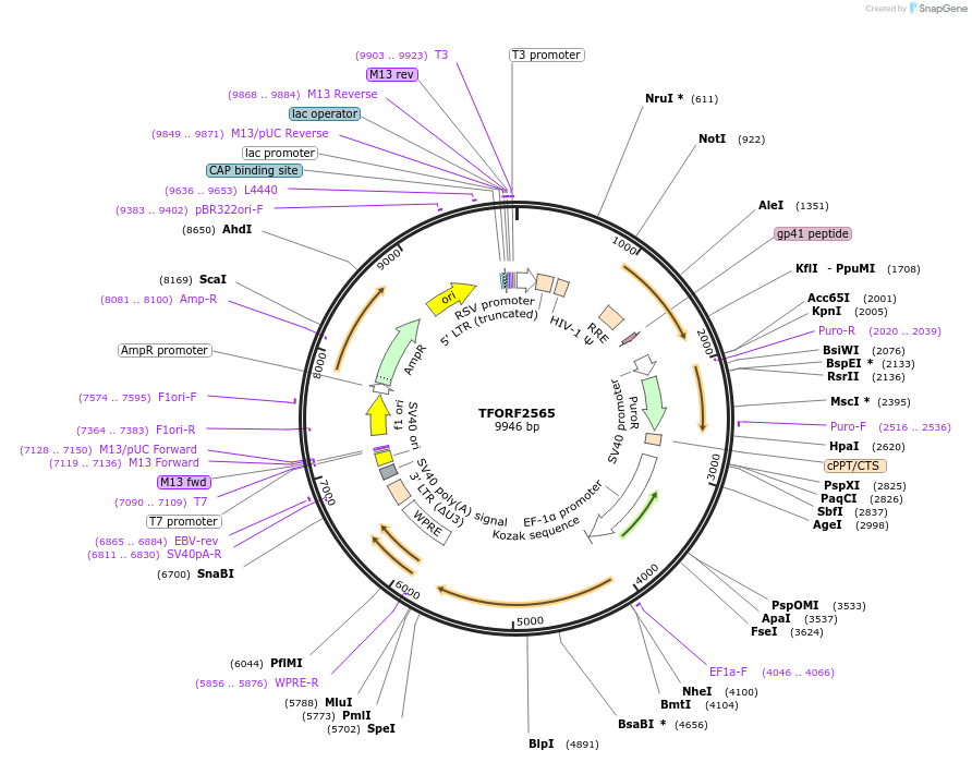 144131-plasmid-map-sequence-id-396205